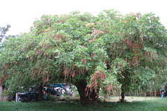 Barringtonia acutangula